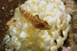 Nikon D80 and 60mm Macro lens. Photo taken at Divesite Ga... by Andy Kutsch 